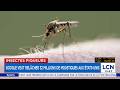Google Wants To Release 32 Million Mosquitoes In The United States Here S Why 