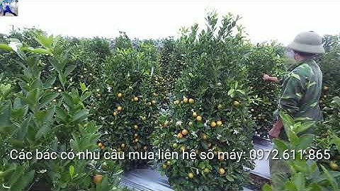 Vườn quất tết 2023 cây siêu phẩm, quất tháp lùm phục vụ quất tết