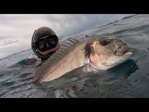 Pesca sub Catania big Orata big Sarago big azioni di caccia big emozioni marine 💯💯💯