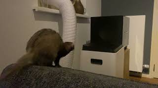 ferret jump fail - shortest fail clip ever by channel4ferrets 7,855 views 2 years ago 2 seconds