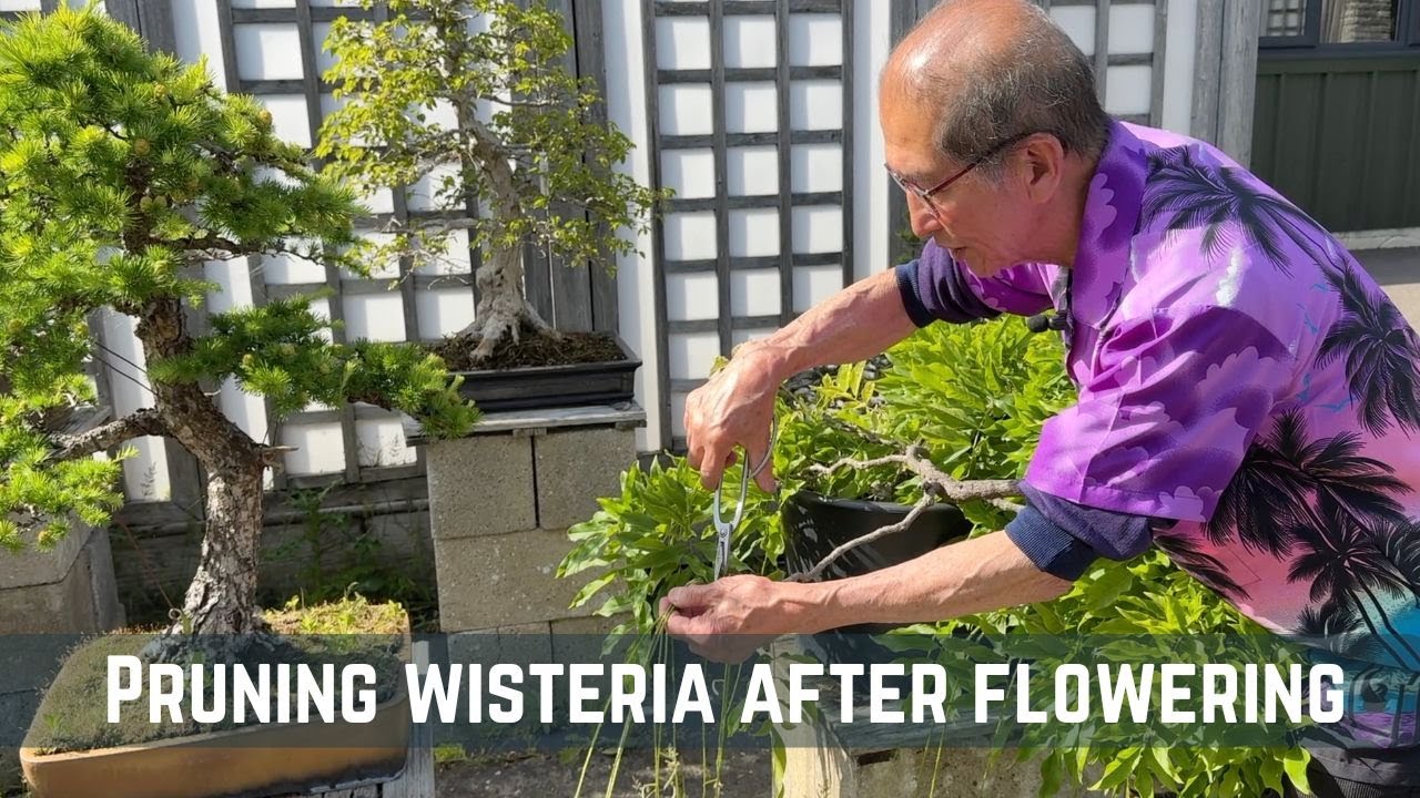 Pruning Wisteria after Flowering