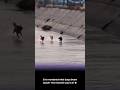 Ever Wonder What Dogs Dream About? Watch This 💤🐶 #DogDreams #AnimalShorts #AdorablePets