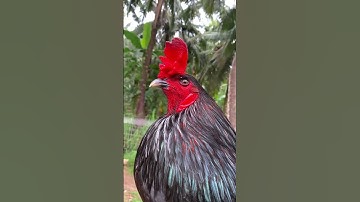 Gà mồng Vua #gachoivietnam #mientay #chănnuôi #framing