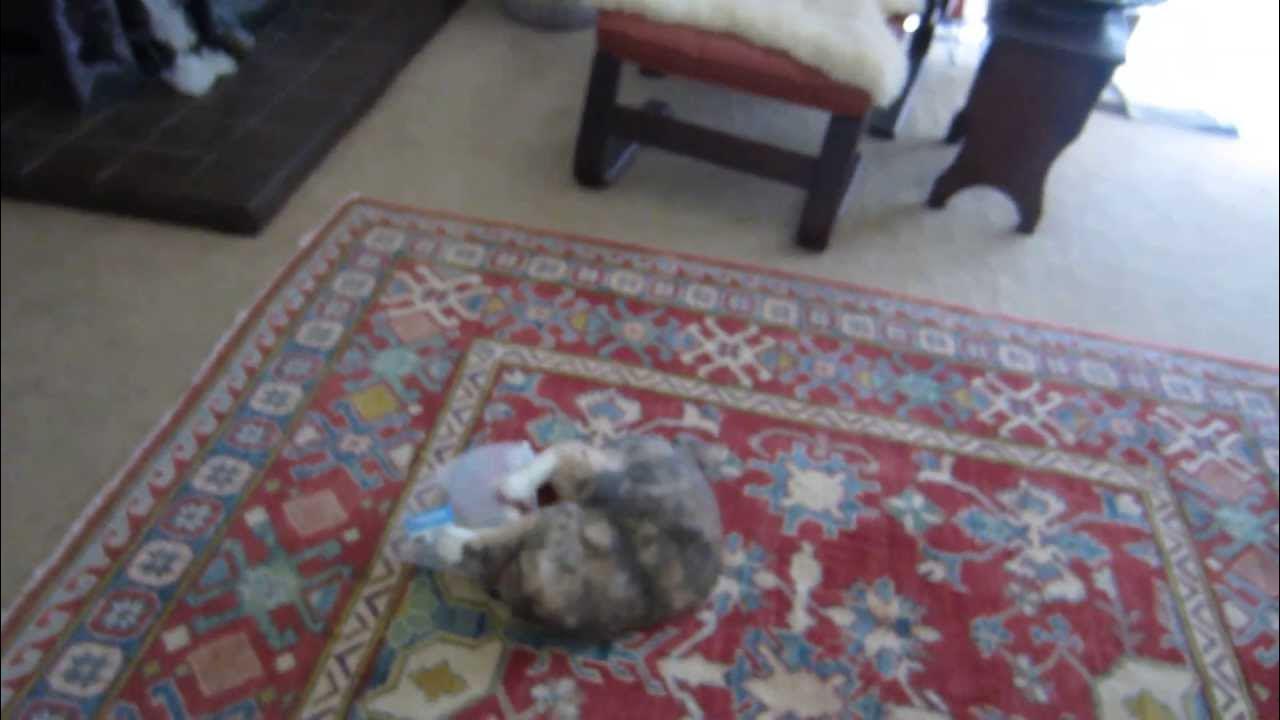 Cat Hates The Cone Of Shame. YouTube