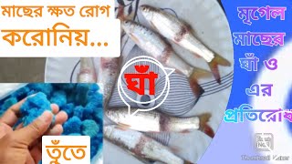 মৃগেল মাছে ঘাঁ।মাছের ক্ষত রোগ।মাছের লেচ পচা,পাখনা পচা রোগের কারোন ও প্রতিকার@bekartoentrepreneur