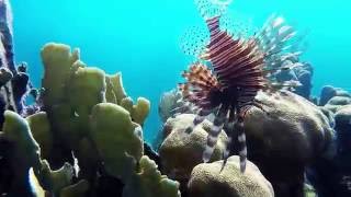 Snorkelling Media Luna