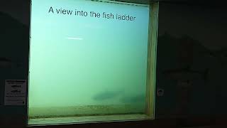 Fish Ladder at the Bonneville Dam