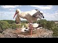 Horst bringt Blumenstrauß + Abwehrhaltung | Altlandsberg Storchennest | 20.06.2024 (Storchenkamera)