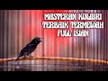 MASTERAN KOLIBRI NINJA TERBAIK FULL ISIAN DAN TEMBAKAN MEWAH COCOK BUAT PANCINGAN