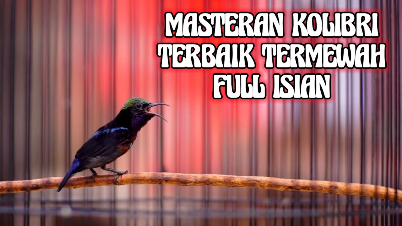MASTERAN KOLIBRI NINJA TERBAIK FULL ISIAN DAN TEMBAKAN MEWAH COCOK BUAT PANCINGAN