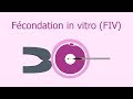 Fcondation in vitro fiv  vido explicative