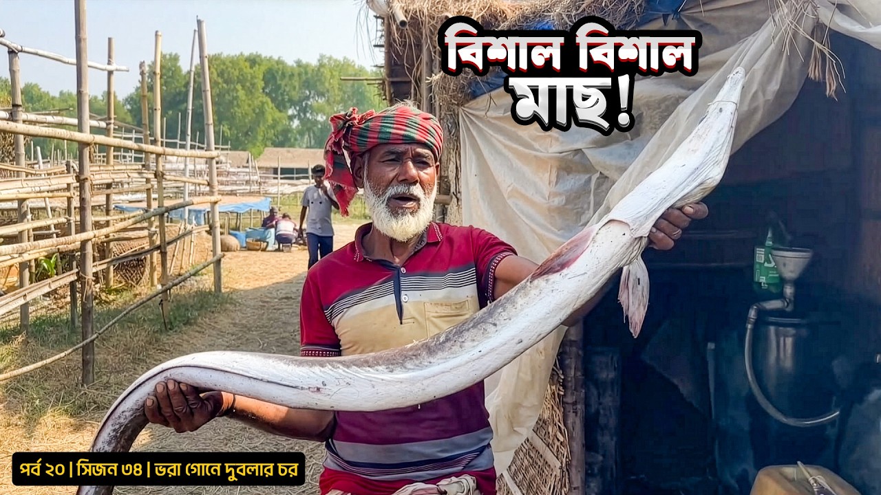 দুবলার জালে বিশাল মাছ | সিজন ৩৪ | পর্ব ২০ |  সুন্দরবন | Belayet Sarder | Mohsin ul Hakim