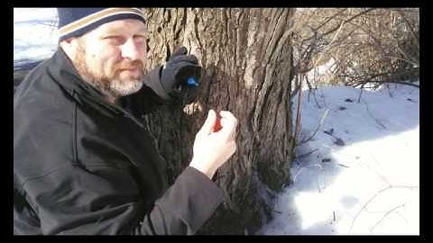 Making Maple Syrup on the Homestead - Part 3