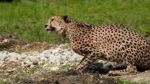 Hd loop video for studyor for led revolution 