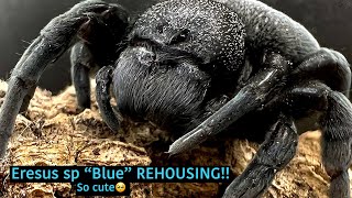 VELVET SPIDER REHOUSING!! Eresus sp “Blue”