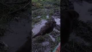 Otters get new home
