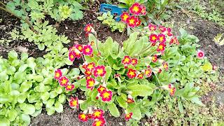 Клумба после заморозков в мае: все весенние цветы живы и благополучно пережили холода красиво цветут