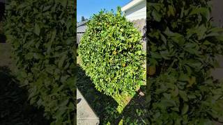 How to get infinite Lemon Trees 🍋