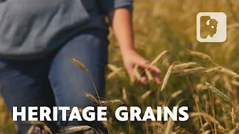 How Wyoming’s Heritage Farmers Are Reviving Ancient Grains
