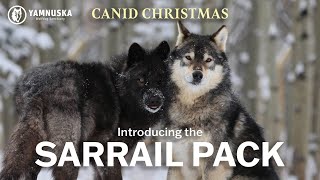 MEET THE SARRAIL PACK! Canid Christmas at Yamnuska Wolfdog Sanctuary by Yamnuska Wolfdog Sanctuary 453 views 1 year ago 1 minute, 42 seconds