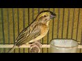 Langsung Nyaut Masteran Burung Manyar Super Efektif Bikin Burung Manyar Gacor Dan Ngeplong Omkicau(.mp3 .mp4) Mp3 - Mp4 Download