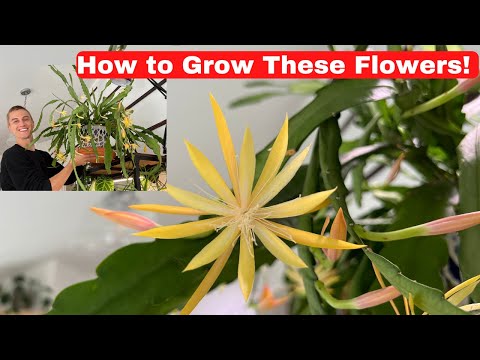 Flowering Orchid Cactus - Epiphyllum x Disocactus Growing Tips To Get Orchid Cactus To Bloom