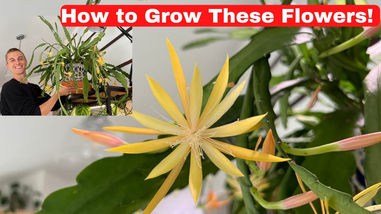 FLOWERING ORCHID CACTUS Epiphyllum & Disocactus Growing Tips to Get