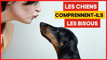 Est-ce que les chiens comprennent nos bisous