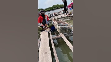 Dùng Cần ikada Câu Cá Tráp (Hanh) Trên Bè Hào- Tập 1 | Câu Cá Biển Vũng Tàu✅