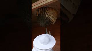 Queen Bee Pupa Discovered After Blowing Bees Off Nest