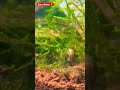 BETTAS alevines #bettashorts#shorts#shorts#fish#bettasingapore