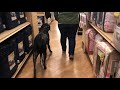 German Shorthaired Pointer German Shorthaired Pointer