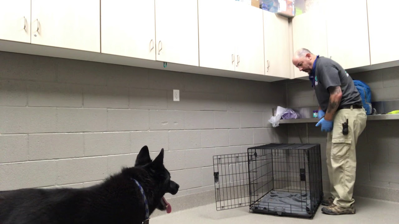 Walnut goes in the kennel YouTube