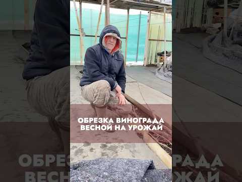 Обрезка винограда весной