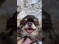 お花見珍事件。 #チワワ #chihuahua #犬 #犬のいる生活 #かわいい犬 #vlog