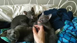 Pan, Pacifia et Quetsche d'Adélaurïe, chatons korat de 3 mois by Adélaurïe Korat 824 views 4 years ago 4 minutes, 50 seconds