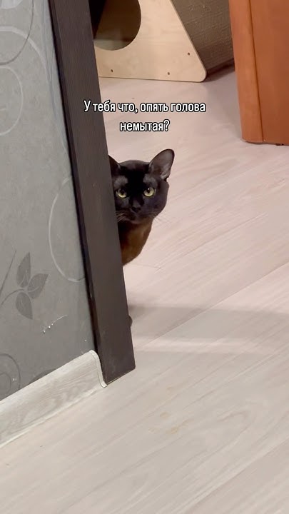 Салон красоты Чоко резон спа #чокобурма #чококот #кот #бурманскийкот ...