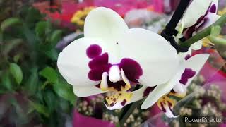 Новый привоз Орхидей в Леруа 21 июня 2023г.