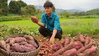 Single guy: Harvest sweet potatoes, Make sweet potato fries