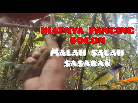 PIKAT SOGON LIAR || DAPAT BURUNG KUTILANG EMAS