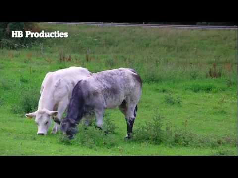 Renkum aan de Rijn - Full HD