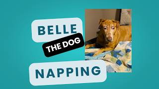 Belle Takes Her Job of Napping Very Seriously