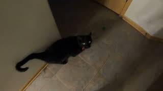 cute hungry meows! by Cat Videos OIAW 4,081 views 2 years ago 54 seconds