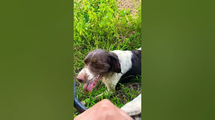 Brittany Dog