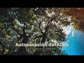 432 Hz - Autosanación del Alma | Sandy Saviñón | Visualizer