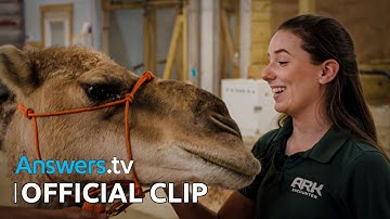 Camels and Sloths / Official Clip / Behind the Experience