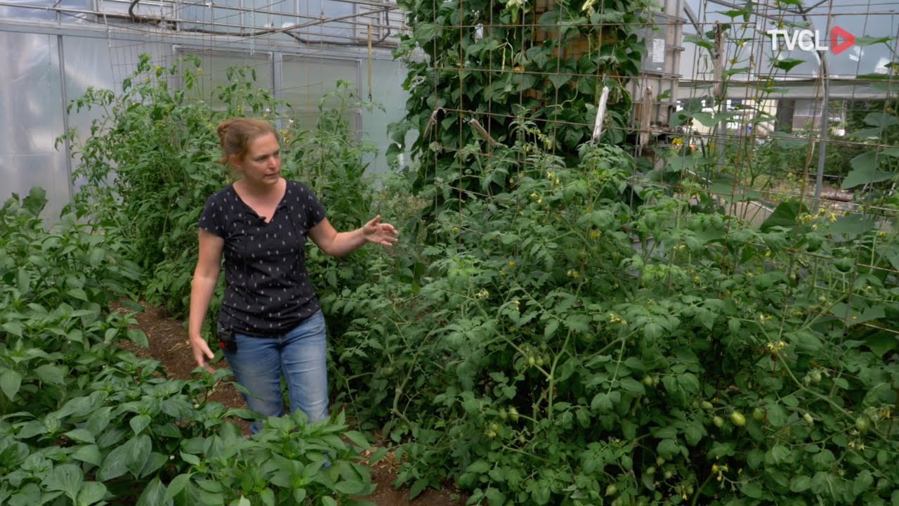 L'artisan fermier - Défrichage, compost et visite de la serre