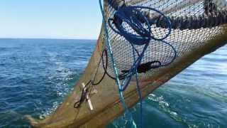 Sustainable Fishing in the Torres Strait Prawn Fishery