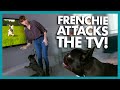 Molly &#39;Launches&#39; Herself at the TV Any Time She Sees a Dog! | It&#39;s Me or The Dog