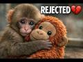 Rejected at Birth… This Baby Monkey’s Only Comfort Is a Toy 😭